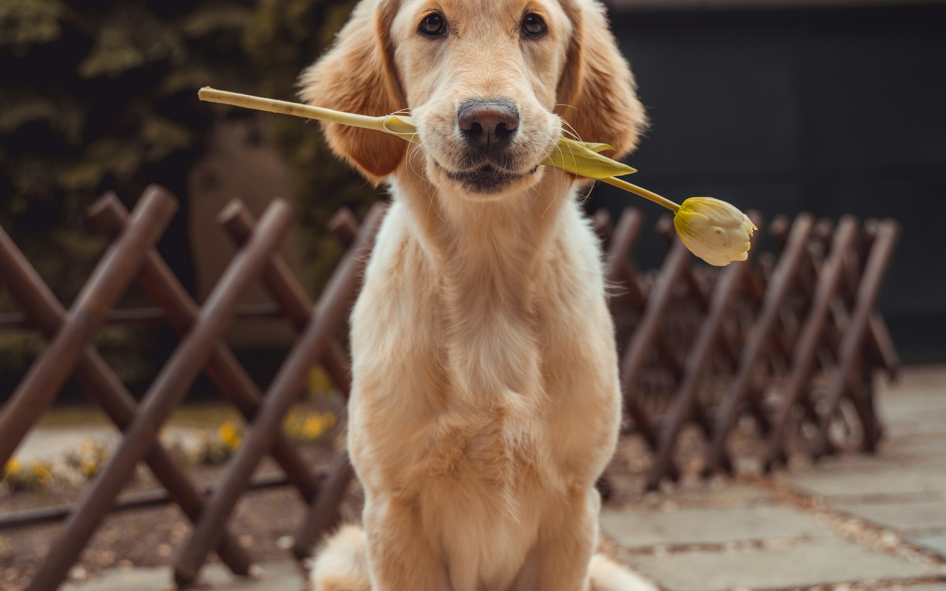 Golden companion / 金毛伴侣