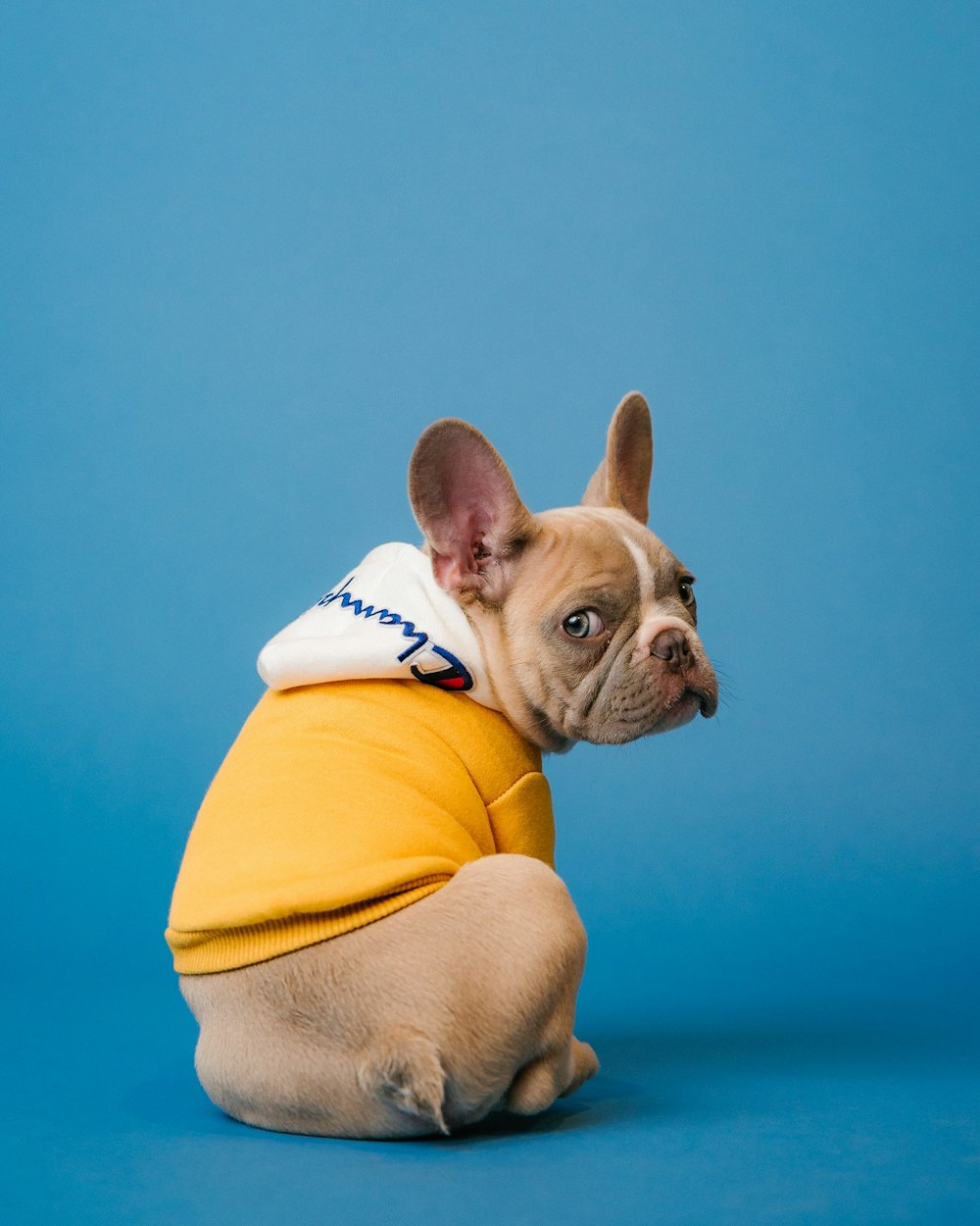 Roma Wool Coat / 罗马羊毛大衣